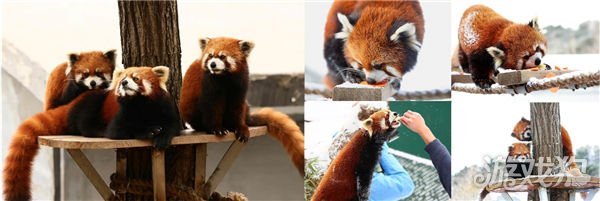 魔力宝贝私服传说中的合合岛认养濒危小熊猫 用游戏传播公益正能量
